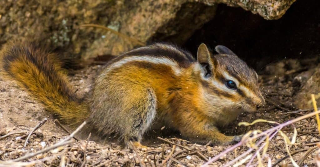Chipmunk playing near its nest in Colorado