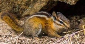 Do Chipmunks Hibernate? Picture