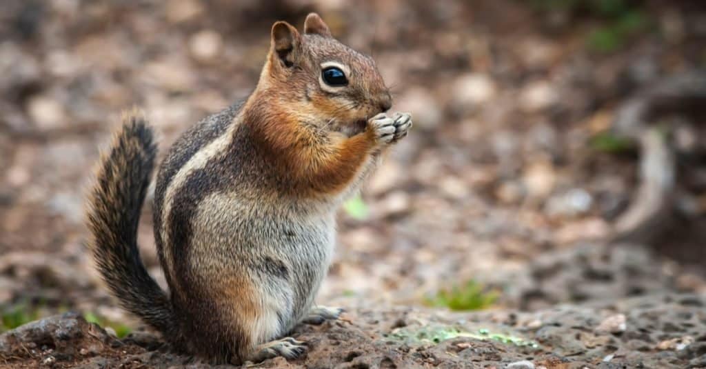 Mountain Chipmunk Eating Standing on a rock