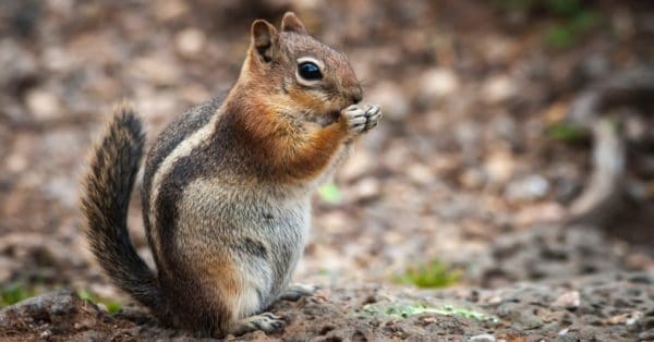 Chipmunk Animal Facts | AZ Animals