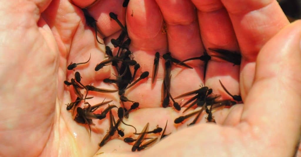 Tadpoles of the common frog (Rana temporaria)