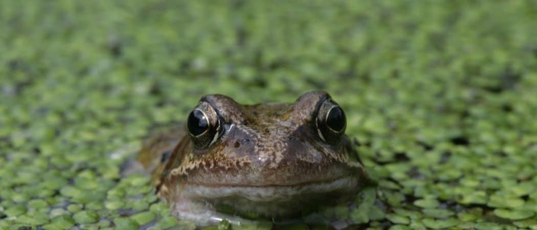class amphibia frog