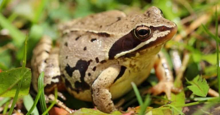 Common frog (Rana temporaria) among grass