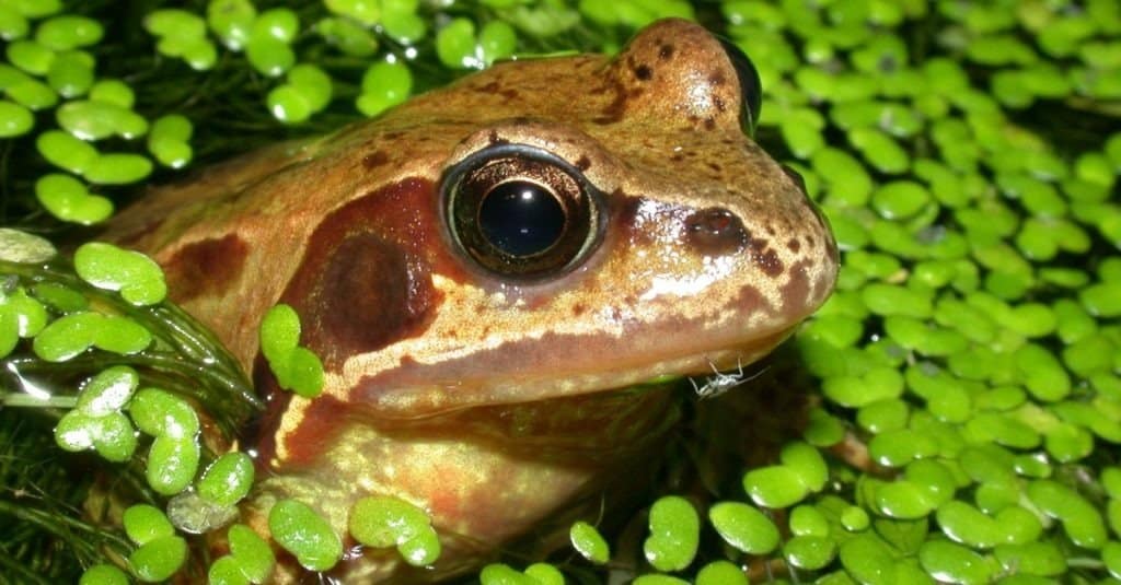 Common Frog (Rana temporaria) in pond