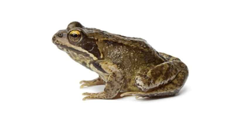 Common frog isolated on white background