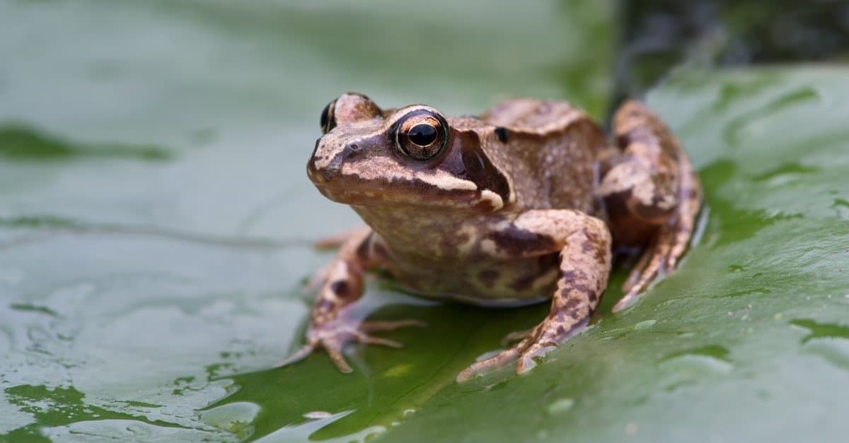 Common Frog Animal Pictures A Z Animals Common Frog Animal Pictures A Z Animals