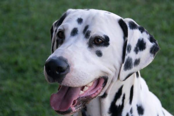 Dalmatian Dog Breed Quiz: Test How Much You Know! - A-Z Animals