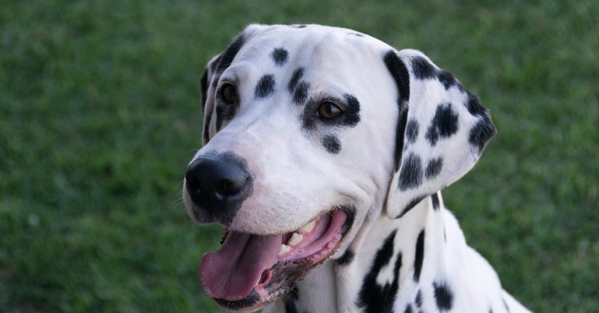 do dalmatians get along with cats