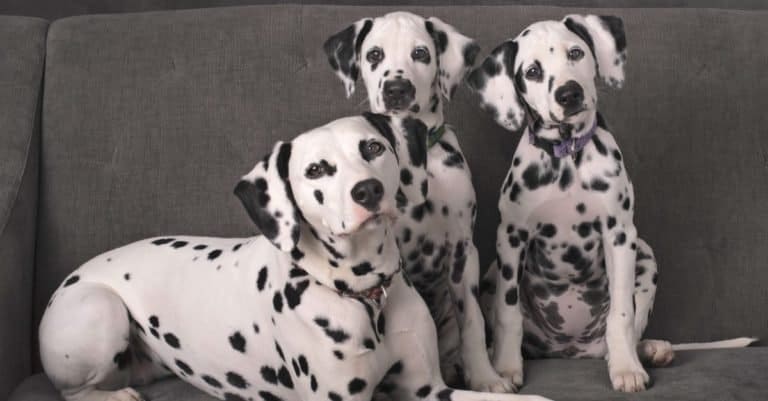 Family of Dalmations