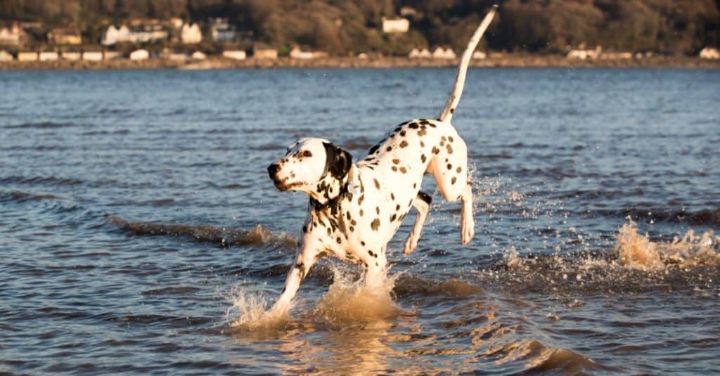 Happy playful Dalmatian dog playing about in the sea, having fun splashing around