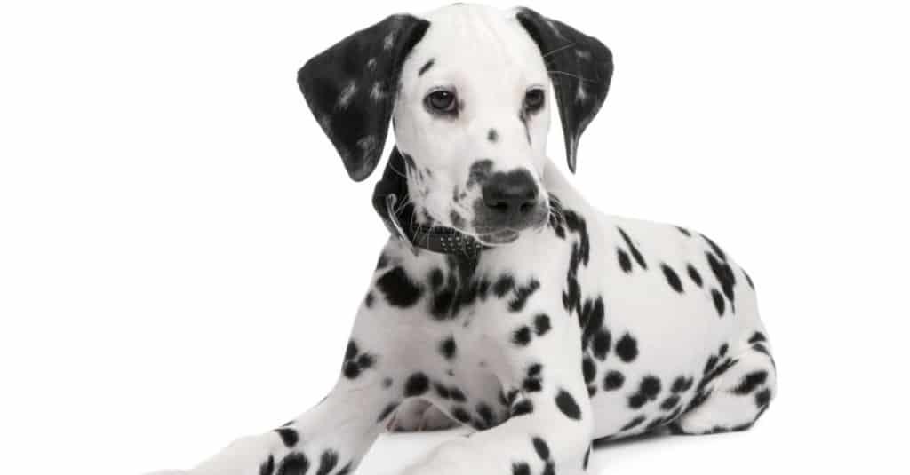 Dalmatian in front of a white background