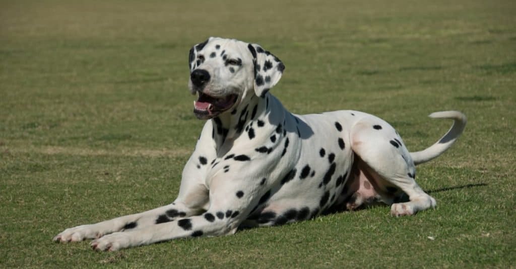 Dalmatian dog on the grass