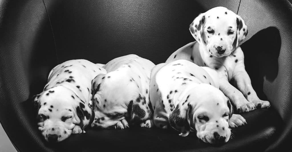 Puppies dalmatian