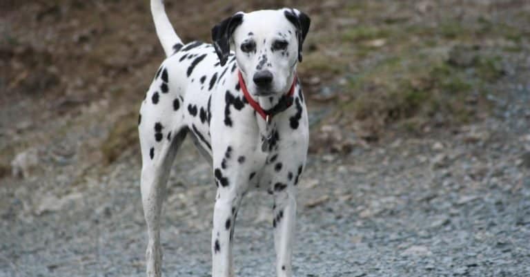Dalmatian with red collar