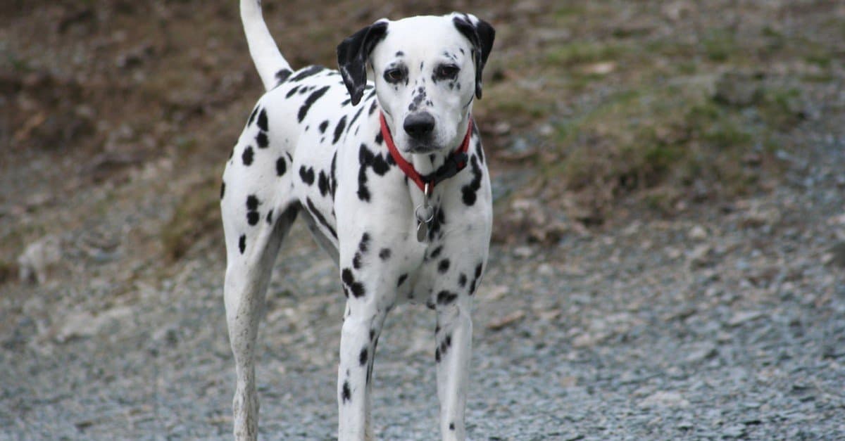 Dalmatians with red collar