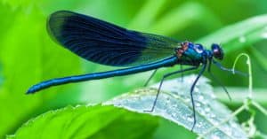 The 10 Largest Dragonflies In The World Picture