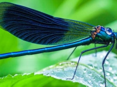 A Dragonfly Spirit Animal Symbolism & Meaning