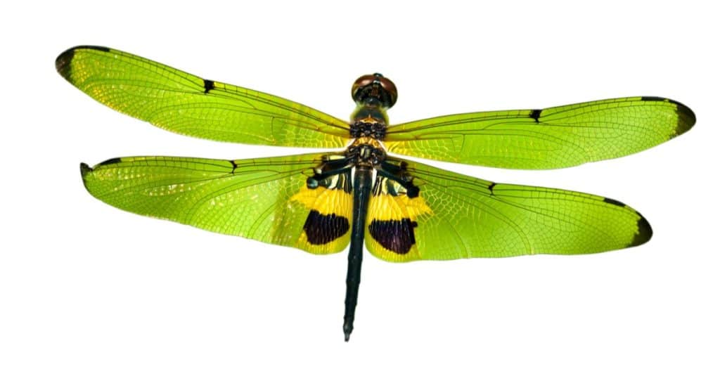 Dragonfly isolated on white