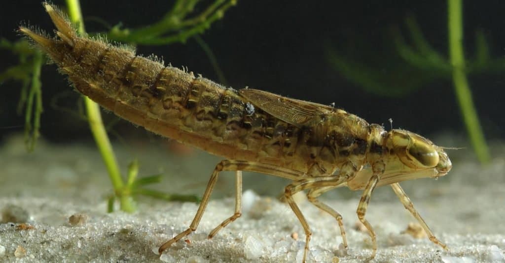 Larva of dragonfly under water