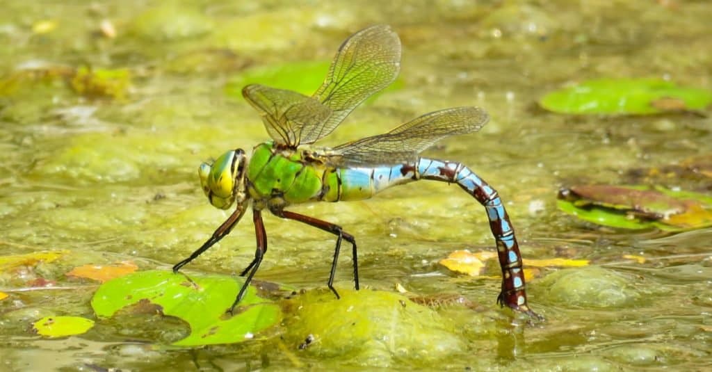 dragonfly vs butterfly