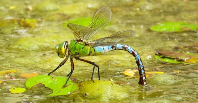 Emperor Dragonfly on a pond, UK