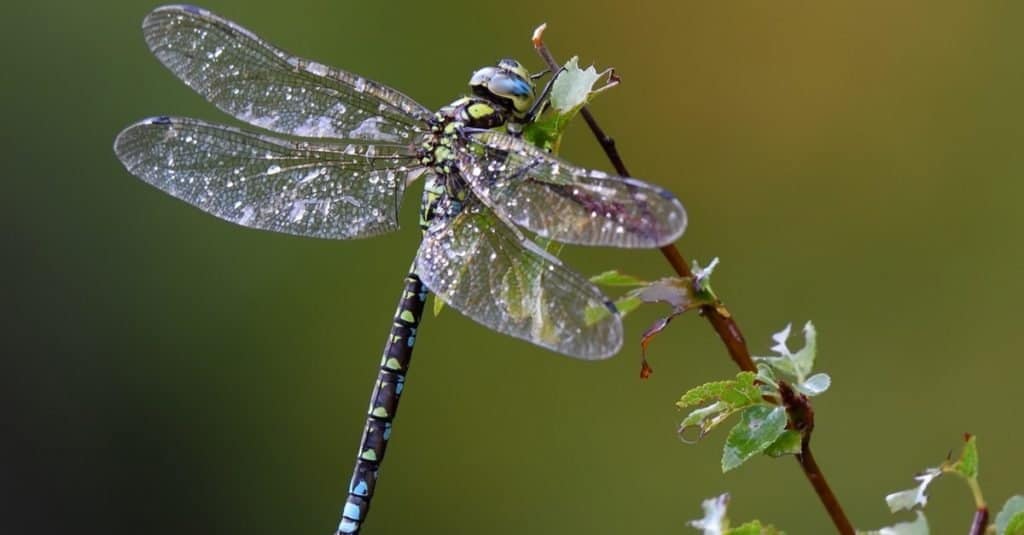 Dragonfly outdoors on wet morning