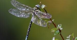 Dragonfly Teeth: Everything You Need To Know Picture