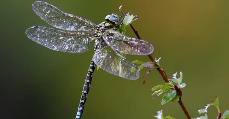 Dragonfly outdoors on wet morning