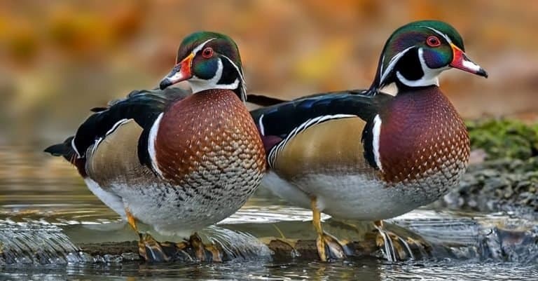The wood duck or Carolina duck is a species of perching duck