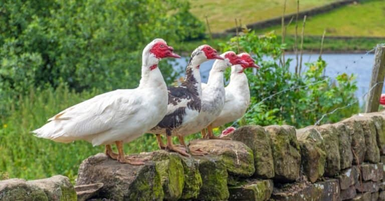 Muscovy ducks standing on stone wall