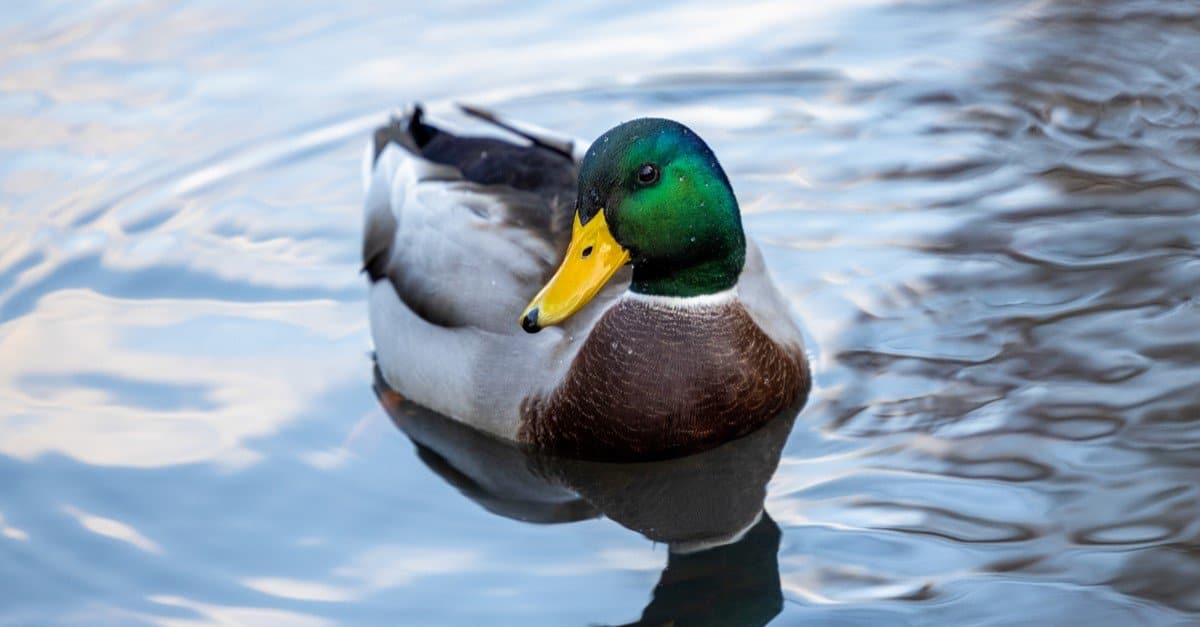 Duck Bird Facts AZ Animals