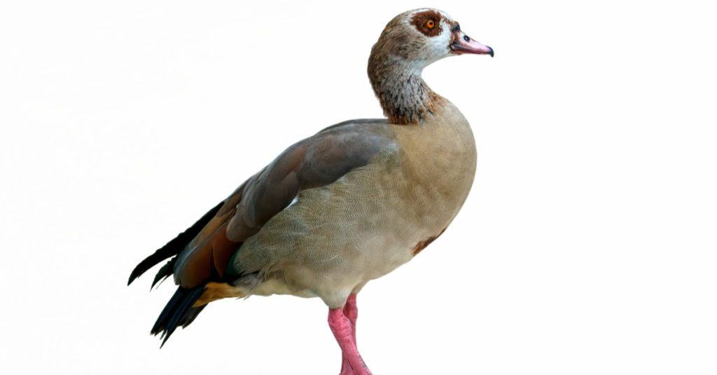Isolated Egyptian duck on white background
