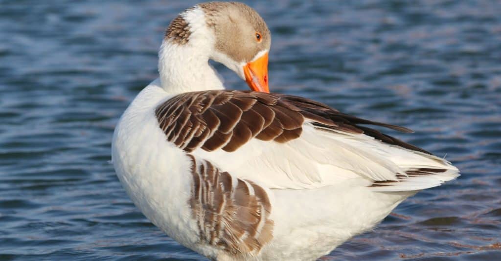White and brown feather Duck in water.