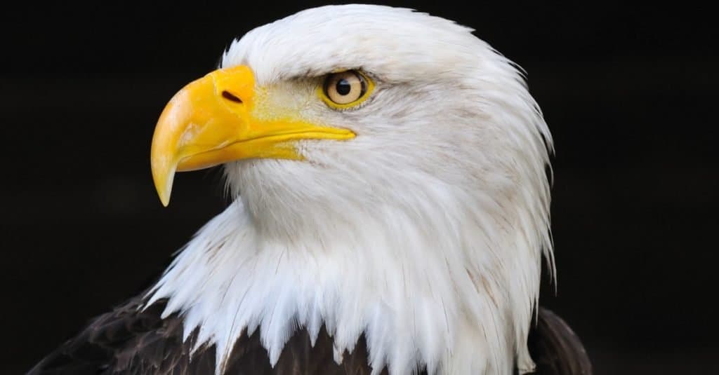 Portrait of an American bald eagle