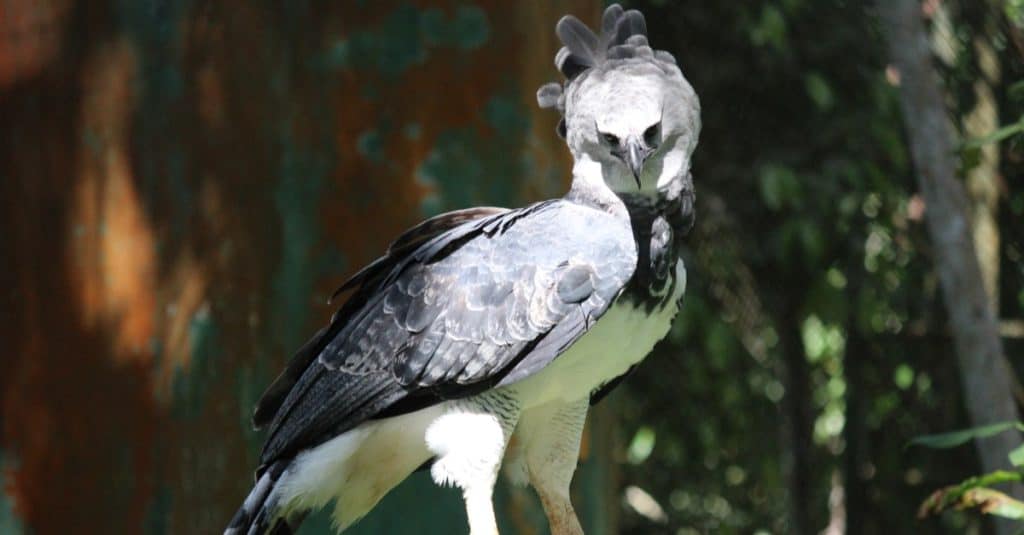 Panamanian harpy