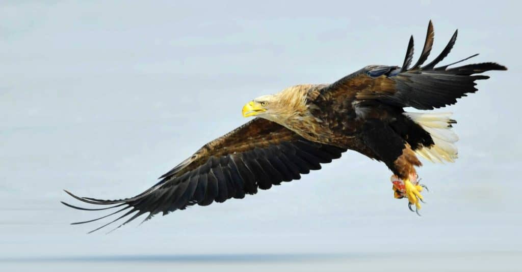 White-tailed Sea Eagle flies for food