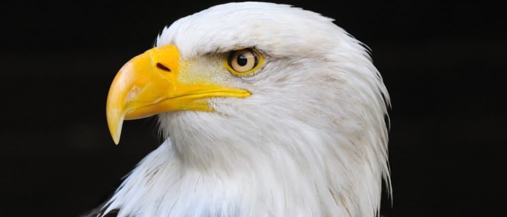 Portrait of an American bald eagle