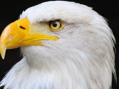A Eagle
