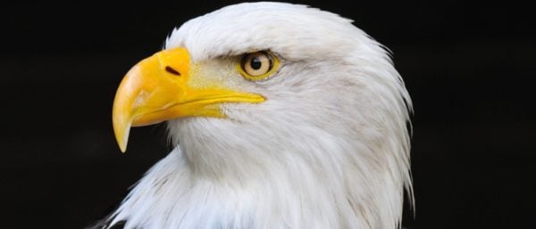 Bog - Animal Habitats - A-Z Animals