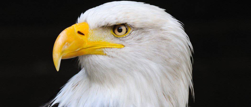 Eagle Bird Facts - AZ Animals