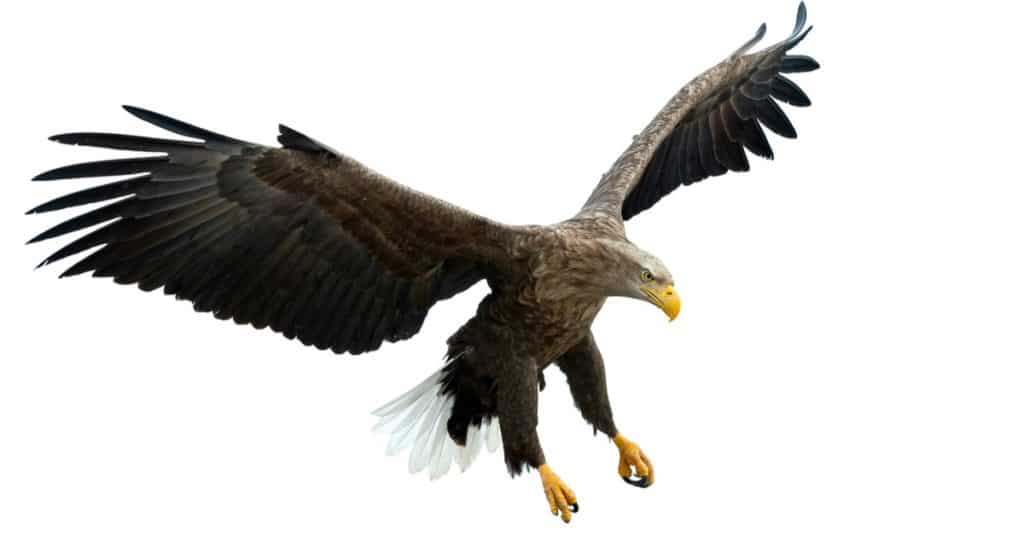 Adult White tailed eagle in flight, isolated on white background.