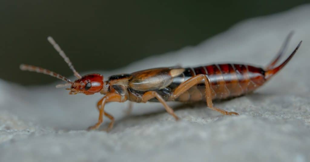 Earwigs are drawn to dampness