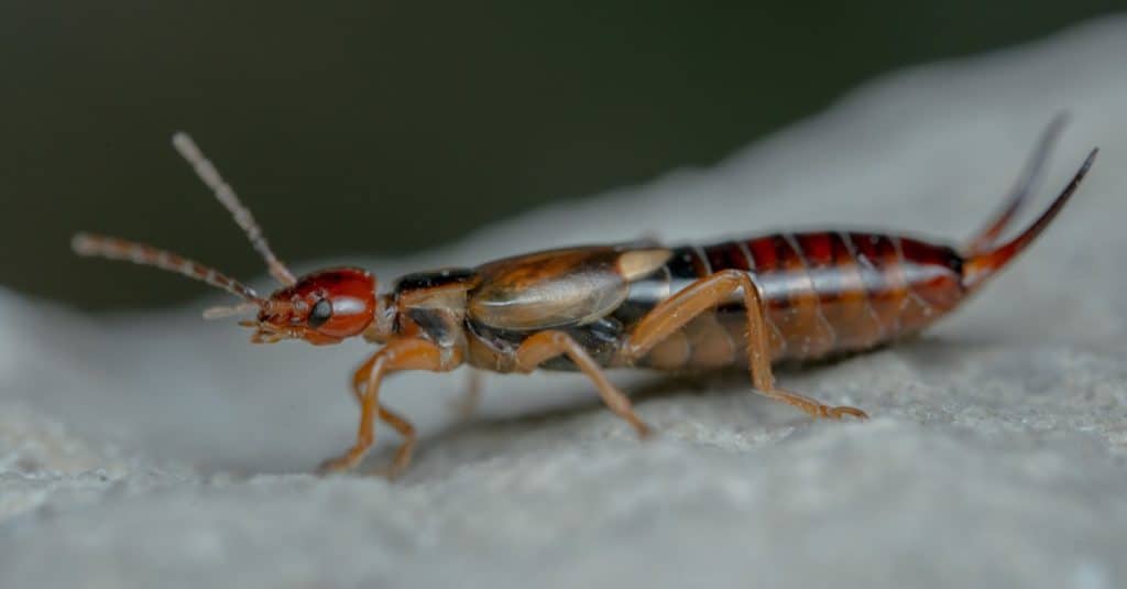 10 Bugs That Look Like Earwigs   Earwig Close Up 1024x535 