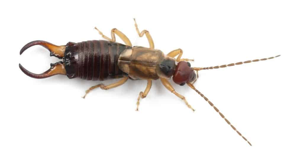 Common earwig or European earwig, Forficula auricularia against white background