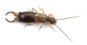 Earwig vs Termite: What Are 8 Key Differences? Picture