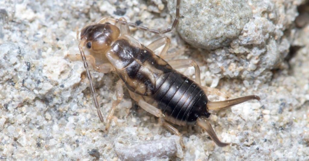 Common earwig, Forficula auricularia, walking on a rock on a sunny day.