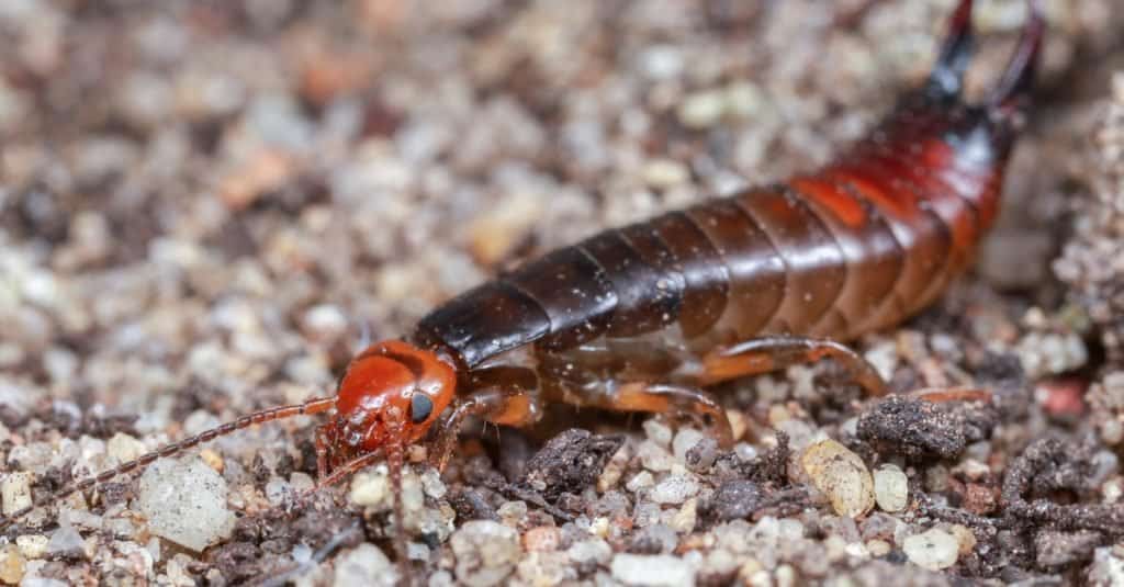 Red headed earwig crawling on sand.