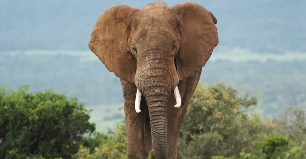 Elefante africano, Loxodonta africana, bull, macho, el Parque de Elefantes Addo, Sudáfrica