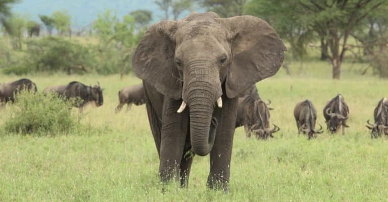 Elephant in the Serengeti, Kenya