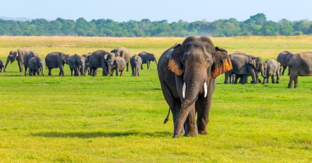 Elephants of Sri Lanka